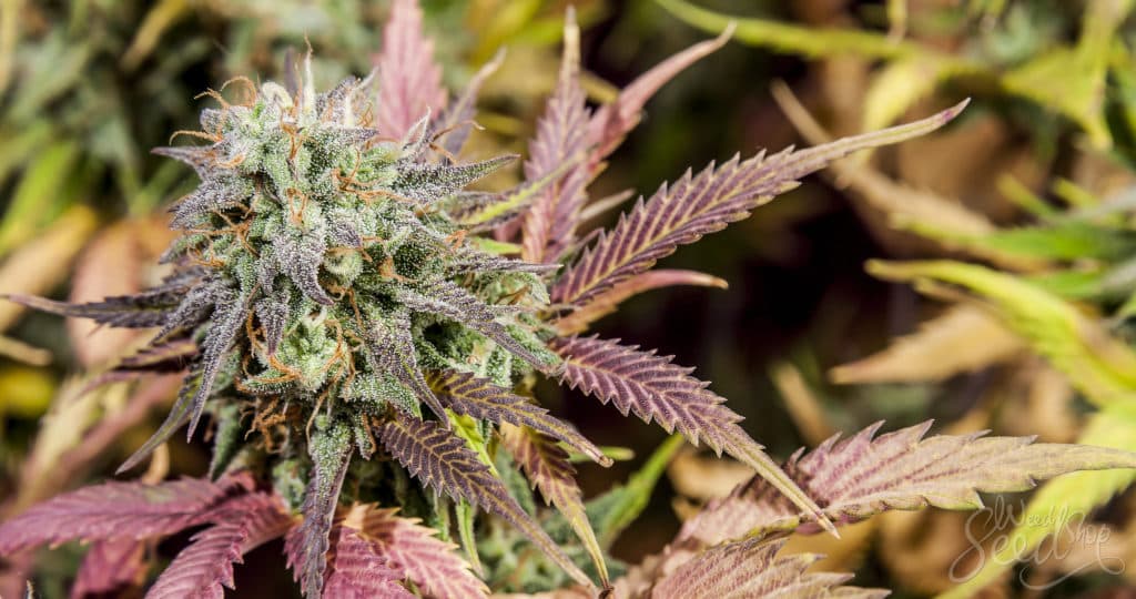 Preistrends bei Cannabis Samen im globalen Markt