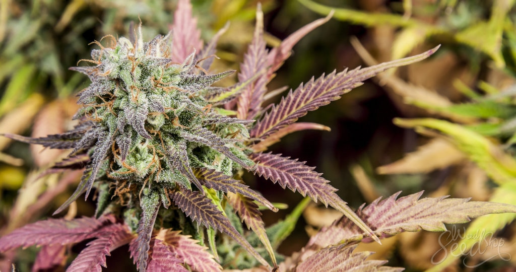 Preistrends bei Cannabis Samen im globalen Markt