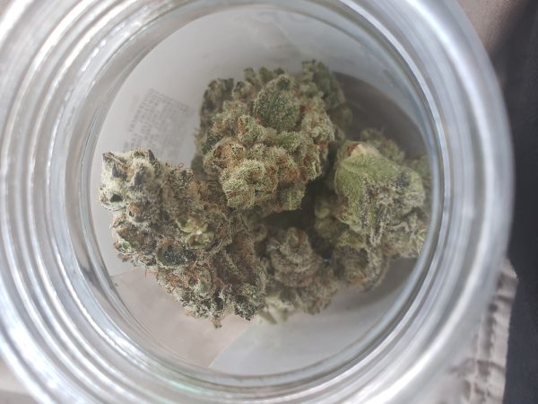 Hol dir den Duft der Neuheit: Blue Zushi von Growerschoice