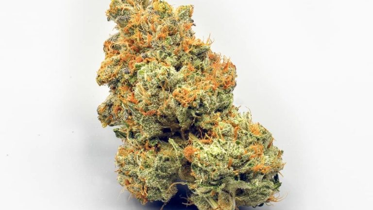 Raritäten von Top-Züchtern – Cannabis Samen bestellen und genießen